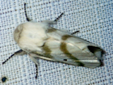 Bombycomorpha bifascia